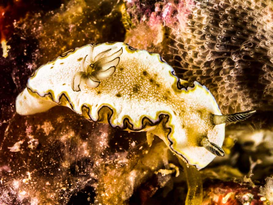 Doriprismatica paladentata